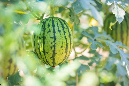 娱乐圈哪个地方吃瓜最好